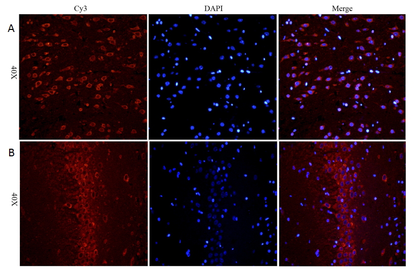 EB08117 staining of paraffin embedded Rat Cerebral Cortex