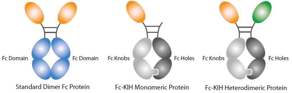 InVivoKines™ cytokines - Schematic_KIH_Structures.