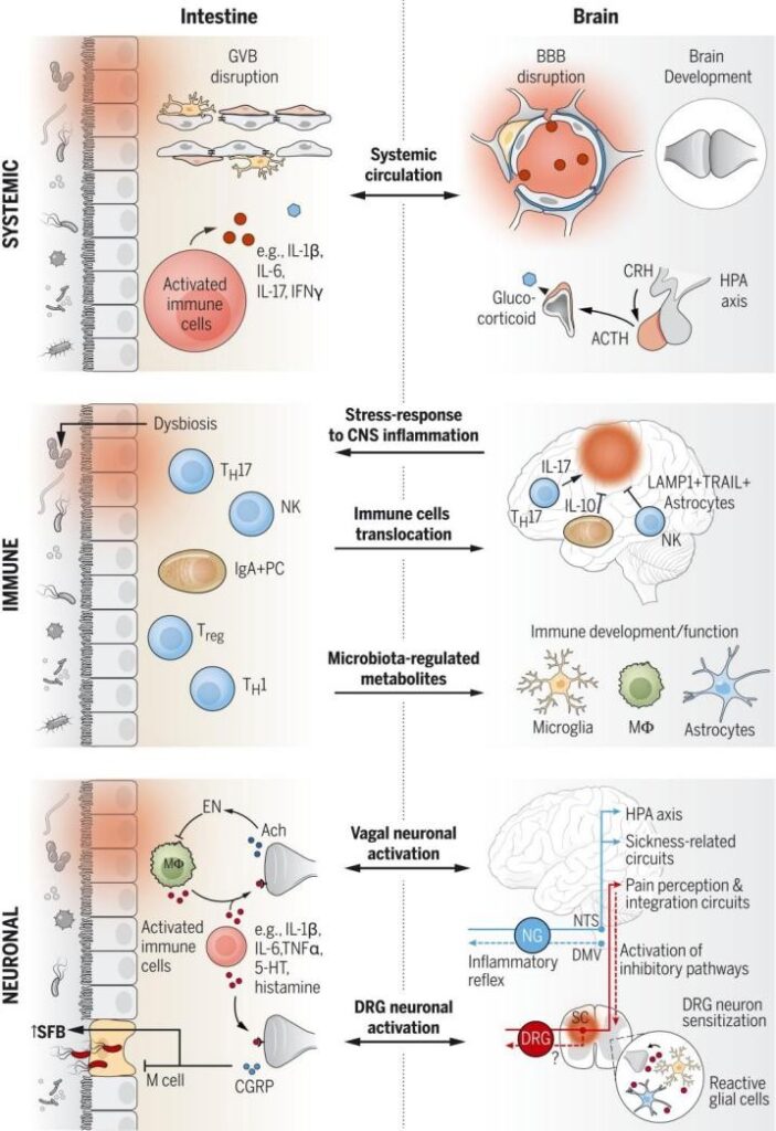 Fig. 1 Routes for signaling inflammation across the gut-brain axis.