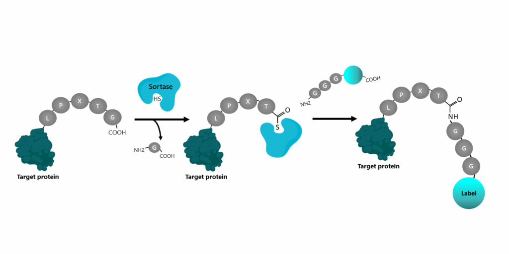 Sortase-Mediated Conjugation