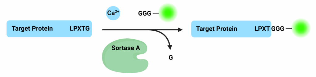 Sortase-Mediated Conjugation